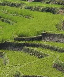 Selogriyo
